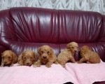 Maltipoo stenci